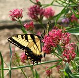 TigerSwallowtail2-S3-LZ.jpg Eastern Tiger Swallowtail on Jupiter\'s Beard. image by Shut-R-Bug