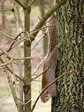 DSC03697s.jpg I was leaning out the window to take pictures of the birds, when I spotted this young female squirrel in very close range! Whoopee! Whatta photo op! image by Shut-R-Bug