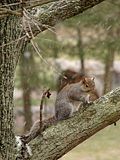 DSC03711s.jpg Many of these \"SquirrelShots\" were sharpened slightly, as the grey weather made for a slow shutter speed, and UN-sharp images. image by Shut-R-Bug