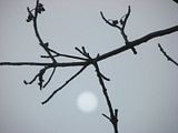 IMG_4320-manual-NDfilter-Pi-autofoc.jpg Sun through the Ash tree outside our bedroom window-Canon S3. image by Shut-R-Bug