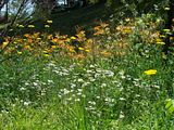 DSC04565.jpg Flowers were abundant. image by Shut-R-Bug