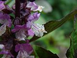14-DSC01367H50.jpg H50 untouched image by Shut-R-Bug