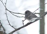 DSC04416.jpg Junco-I\'ve yet to get a shot of these pretty, little winter birds where you can see their black eyes. SonyH5/1.7X teleconv./manual image by Shut-R-Bug