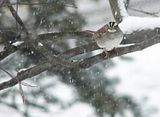 DSC04430.jpg White-Throated Sparrows are cute, loud and unrelenting Spring singers. But why aren\'t they named something that signifies those yellow dots on their heads? SonyH5/1.7X/Manual. image by Shut-R-Bug
