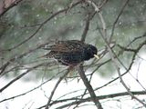 DSC04432.jpg Justa \'nuther hungry \"Welfare Bird\". image by Shut-R-Bug