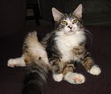DSC03461.jpg Only a man who would name a cat \"Buberdean Skleavege\" would also name his cats \"Bisquits\" and \"Gravy\". image by Shut-R-Bug