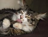 DSC03463.jpg \"Finger\" lickin\' good. image by Shut-R-Bug