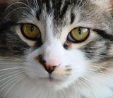 DSC03480.jpg \"Gravy\"-up close and personal. image by Shut-R-Bug