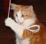 DSC03521.jpg A favorite \'toy\'. image by Shut-R-Bug