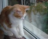 DSC03531.jpg How much is that kitty in the window? image by Shut-R-Bug