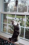 DSC03549.jpg The new Christmas windchime was found by Gravy in about 30 seconds. It had to be moved to higher ground. image by Shut-R-Bug