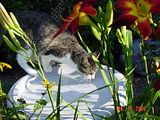 NoBirdInHisRightMindWouldUseThisFor.jpg Why the birds never stop at our birdbath any more. image by Shut-R-Bug