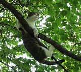 Uptree-OOPS.jpg \"Oh...@#$!!\" image by Shut-R-Bug