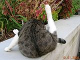cleaningpants.jpg \"Good grief! That woman and her stupid camera. Can I NEVER get any privacy around here?!!\" image by Shut-R-Bug