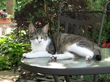 killerontable-S3.jpg \"You do understand...if it\'s in this yard...it\'s mine...right?\" image by Shut-R-Bug