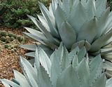 DSC03077.jpg In the Aloe family. image by Shut-R-Bug