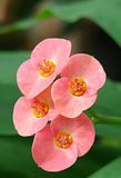 DSC03079close.jpg Closer crop of the same flower. image by Shut-R-Bug
