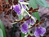 DSC03107.jpg There were many beautiful varieties in the orchid room, but as I was trying the Sony on a tripod [poor light!] I had to settle for the ones that were on my level. image by Shut-R-Bug