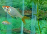 DSC03124.jpg One small room was empty, except for three aquariums. I had to try my hand at shooting a live fish, through glass and water. Not great, not terrible. image by Shut-R-Bug