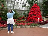 DSC03142.jpg Susan is taking a shot of the poinsettia tree. I opted to shoot Susan shooting the tree. image by Shut-R-Bug
