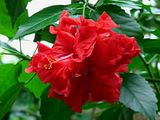 DSC03179.jpg Giant Double Hibiscus. image by Shut-R-Bug