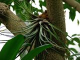 DSC03195.jpg This plant appeared to be a parasite...living on another plant. image by Shut-R-Bug