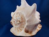DSC03909.jpg Conch that usually gathers dust on our bathroom counter-Sony H5 image by Shut-R-Bug