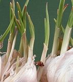 DSC04671variousphimping.jpg This visiting ladybug helped make this shot more interesting. I was ready to pitch this moldy, sprouted garlic, but hey...it still has it\'s uses!-Sony H5. image by Shut-R-Bug