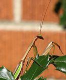 IMG_8808bigmantisS3LZss800f4.jpg image by Shut-R-Bug