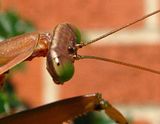IMG_8816headstudyS3Psmiso200.jpg image by Shut-R-Bug