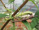 MantisPorn7933-S3Psm.jpg \"JEEZE! Can we have a little privacy please!??\" image by Shut-R-Bug