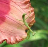 babymantis-ELPH.jpg image by Shut-R-Bug