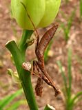 brownmantis3-S3-PSMac.jpg image by Shut-R-Bug