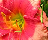 mantisduo-S3-LZ.jpg \"This is MY flower....find your own!\" image by Shut-R-Bug