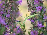 mantisinlithrium2-S3-LZ.jpg image by Shut-R-Bug