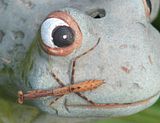 mantisonfrog-S3-Psm.jpg image by Shut-R-Bug