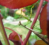 mantisonrose-S3-Psm.jpg image by Shut-R-Bug