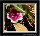 DSC02225crpfocusFX.jpg image by Shut-R-Bug