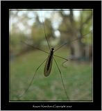 DSC02265crpfocusFX.jpg image by Shut-R-Bug