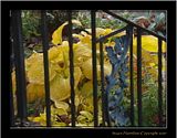 DSC02290shrphmsFX.jpg image by Shut-R-Bug