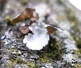 P3210371.jpg Lichens on dead Maple tree. image by Shut-R-Bug