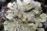 P3210373autofocuslevel.jpg More Lichens. image by Shut-R-Bug