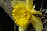 P3290631.jpg Daffodil image by Shut-R-Bug