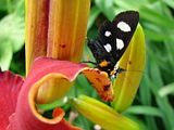 DSC02629afcrp.jpg Eight-Spotted Forester-H5-July 15, 2007 image by Shut-R-Bug