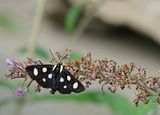 DSC02649afshrpg1.15crp.jpg Eight-spotted Forester-attractive day flying moth that is often mistaken for a butterfly. image by Shut-R-Bug