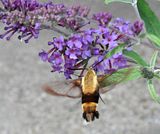 Hummingbirdmoth-S3-LZ.jpg image by Shut-R-Bug