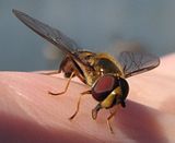 IMG_0248.jpg Hover Fly \'drinking\' from my hand. image by Shut-R-Bug