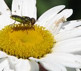 soldierfly.jpg Green Soldier Fly image by Shut-R-Bug