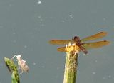 tinydragon.jpg Newly hatched dragonfly & cast-off skin image by Shut-R-Bug