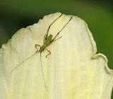 tinykatydidnymph.jpg Very tiny Katydid nymph image by Shut-R-Bug